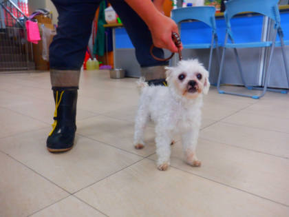 南投縣待認養狗｜混種犬｜白色｜公