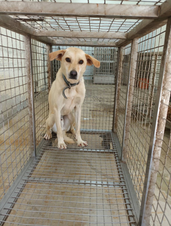 嘉義縣待認養狗 混種犬
