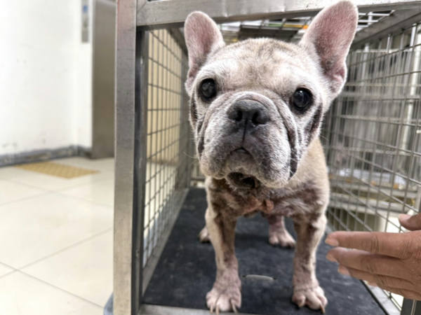 高雄市待認養狗 混種犬