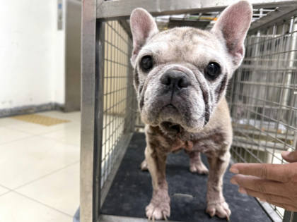 高雄市待認養狗｜混種犬｜黃色｜母