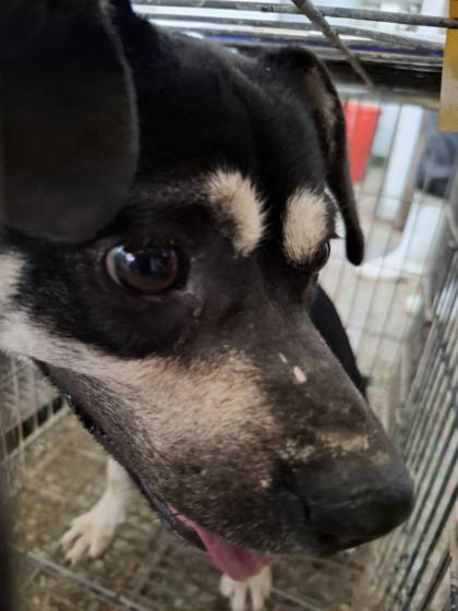 台南市待認養狗｜混種犬｜黑白色｜公