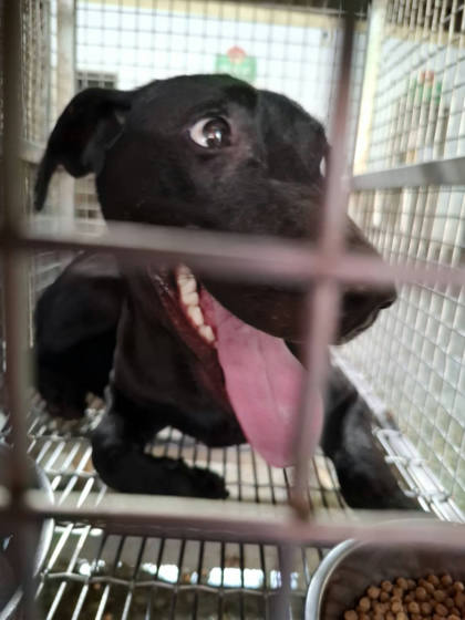 台南市待認養狗｜混種犬｜黑色｜母