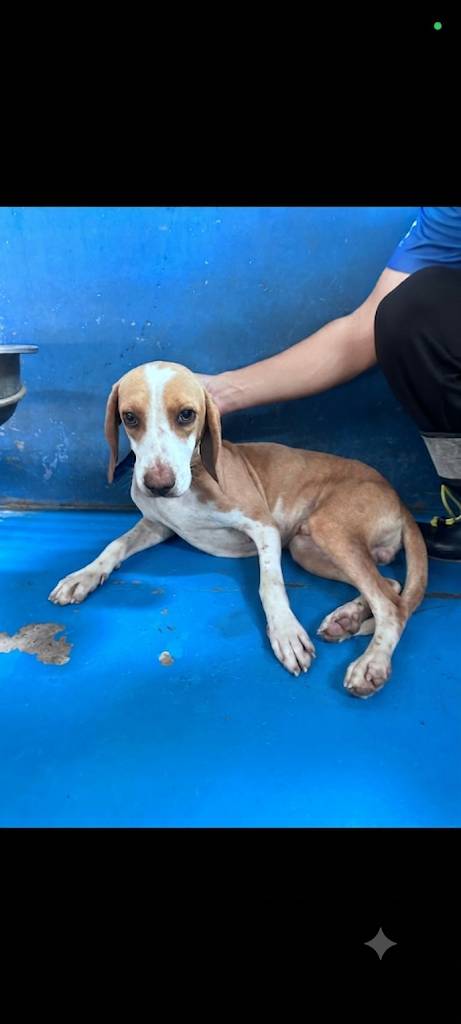 苗栗縣待認養狗 米格魯犬