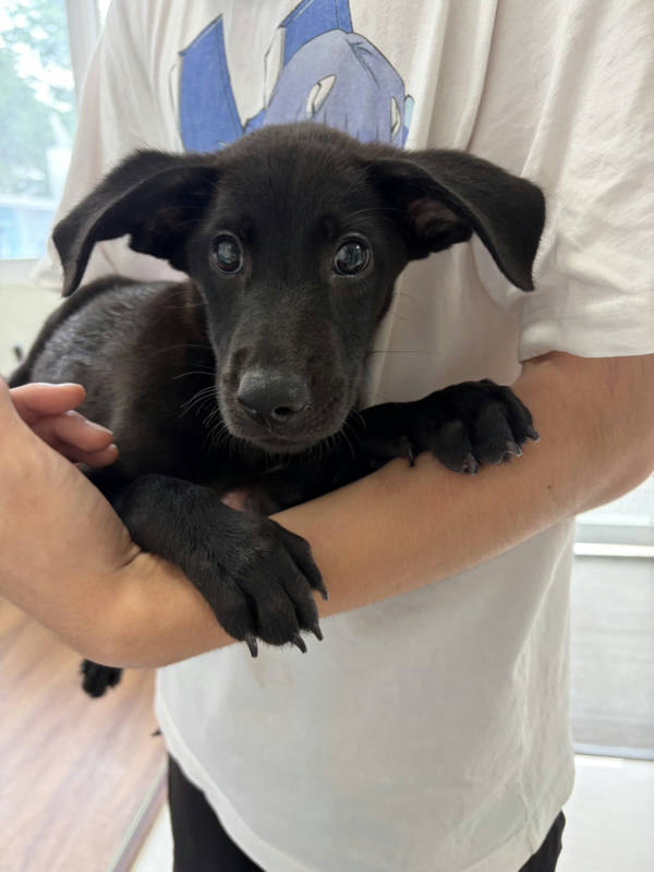 嘉義市待認養狗 混種犬