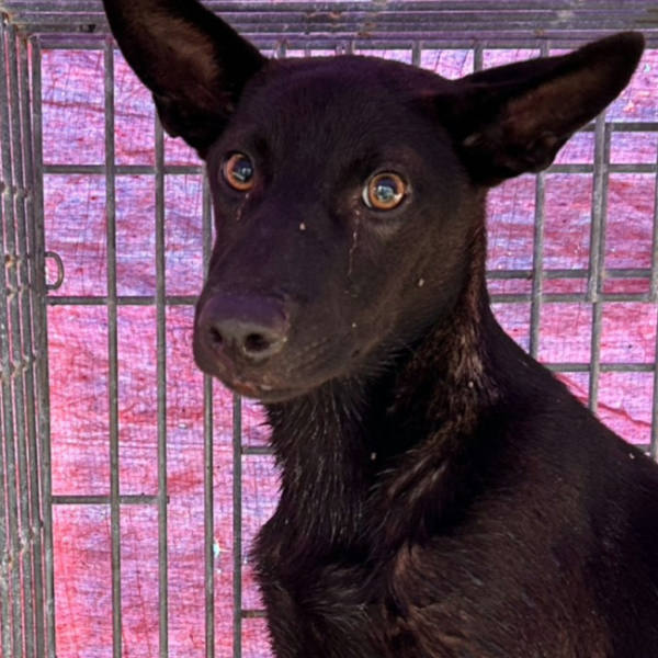 澎湖縣待認養狗 混種犬
