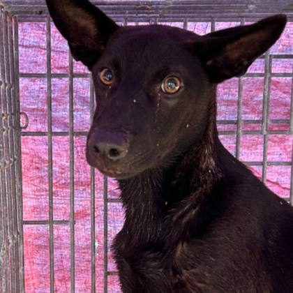 澎湖縣待認養狗｜混種犬｜黑色｜母