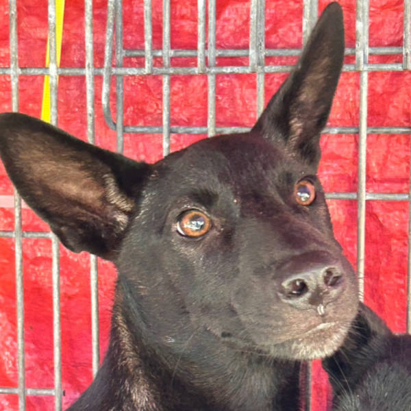 澎湖縣待認養狗 混種犬