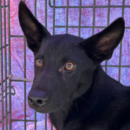 澎湖縣待認養狗｜混種犬｜黑色｜母