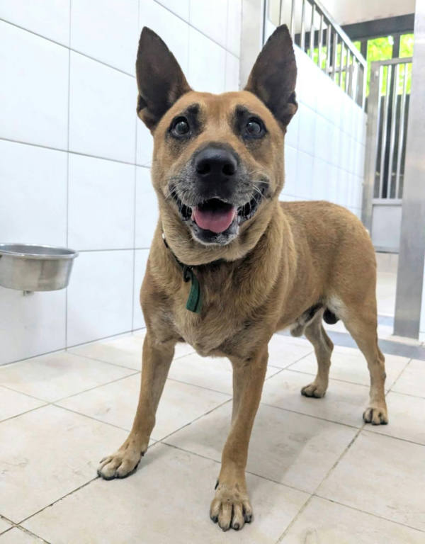 新竹縣待認養狗 混種犬