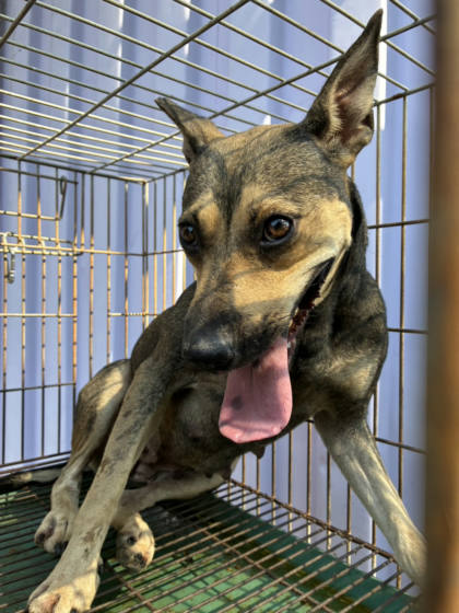 彰化縣待認養狗｜混種犬｜棕色｜母
