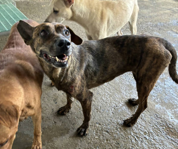 彰化縣待認養狗 混種犬