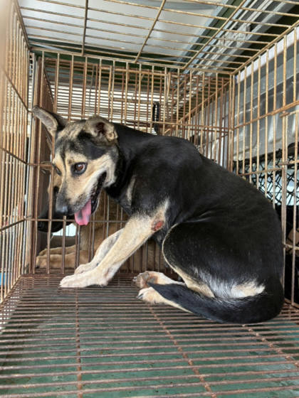 彰化縣待認養狗｜混種犬｜黑黃色｜母