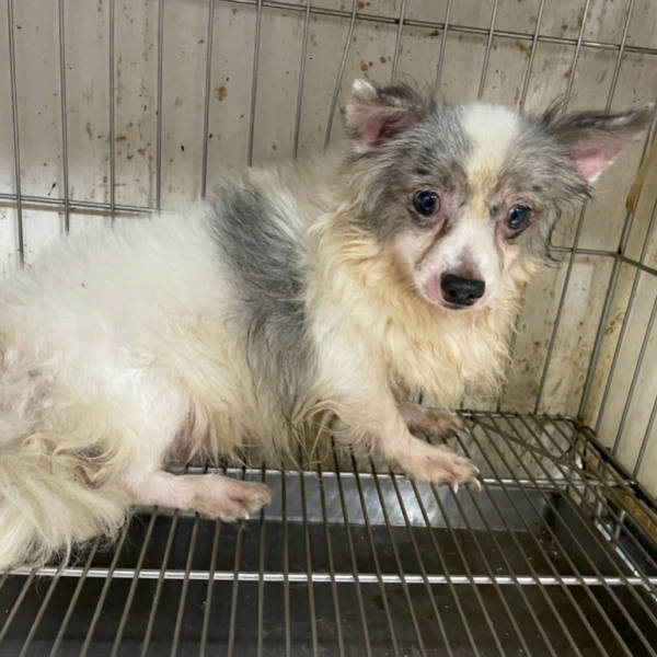 新竹市待認養狗 吉娃娃犬