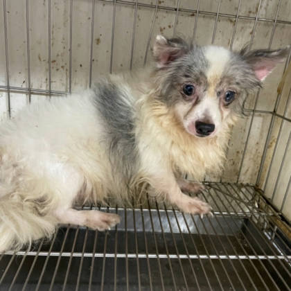 新竹市待認養狗｜吉娃娃犬｜黑白色｜公