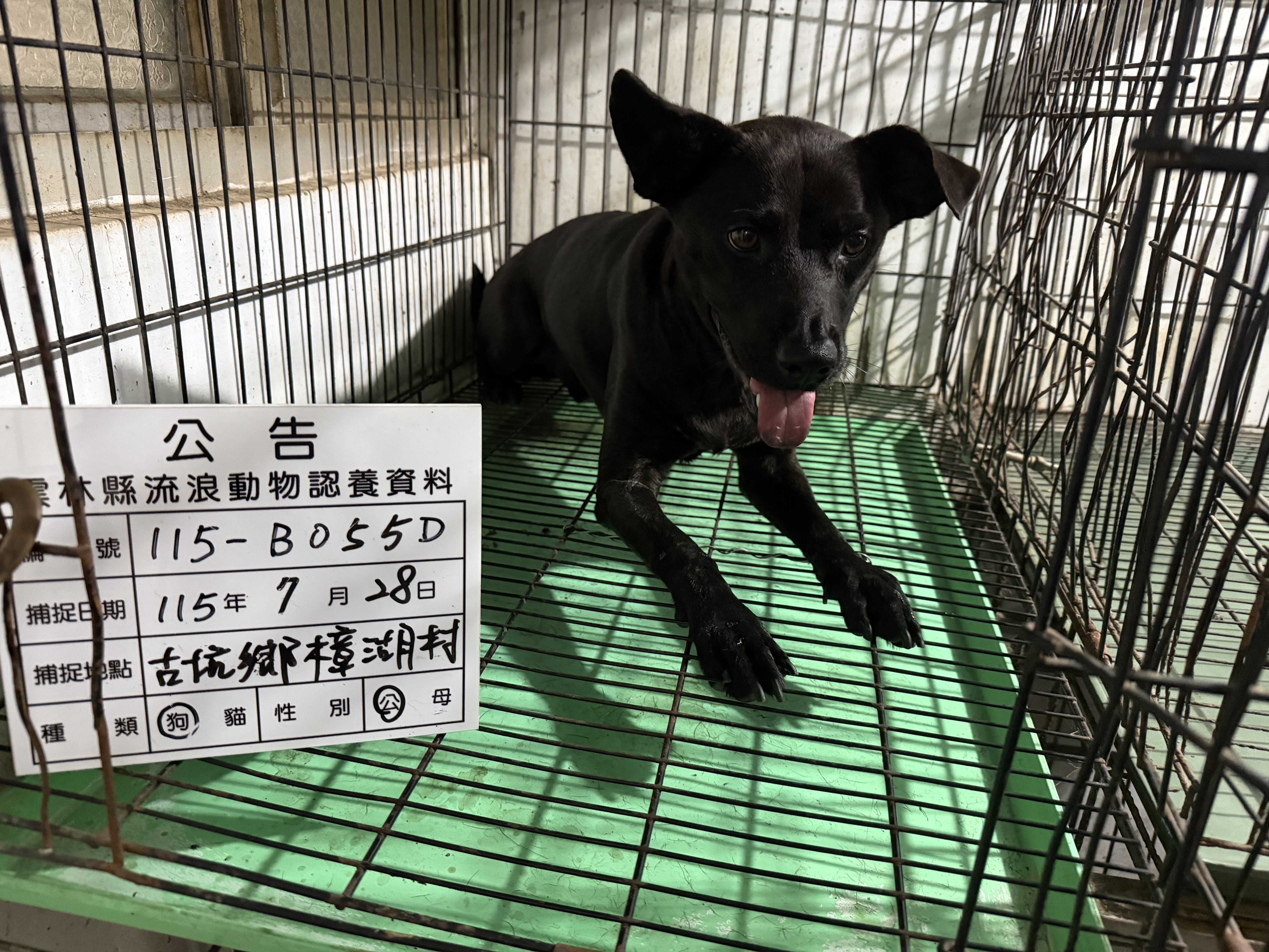 雲林縣待認養狗｜混種犬｜黑色｜公