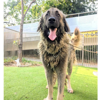新竹縣待認養狗｜高加索犬｜灰黑色｜公