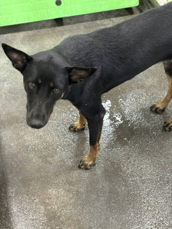 台東縣待認養狗 混種犬