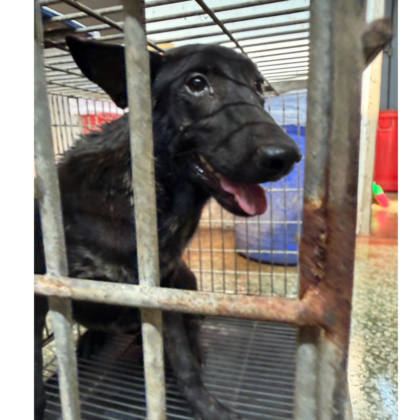 台南市待認養狗｜混種犬｜黑色｜母