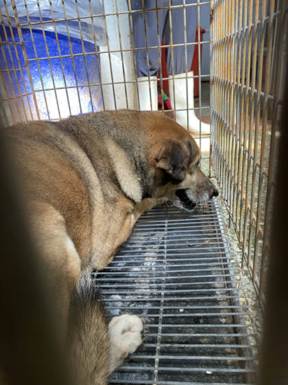 台南市待認養狗｜混種犬｜母