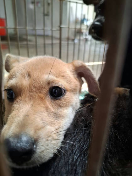台南市待認養狗｜混種犬｜黃色｜母