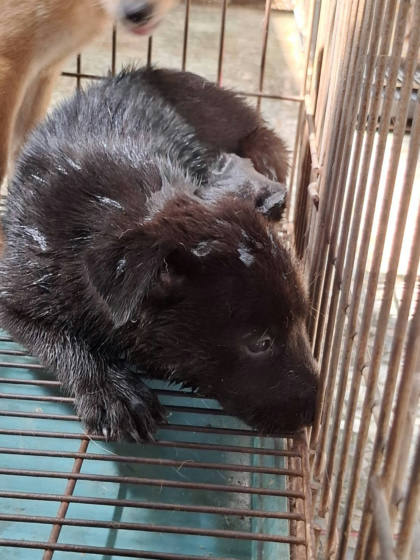 台南市待認養狗｜混種犬｜黑色｜公
