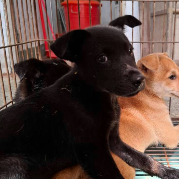 台南市待認養狗 混種犬