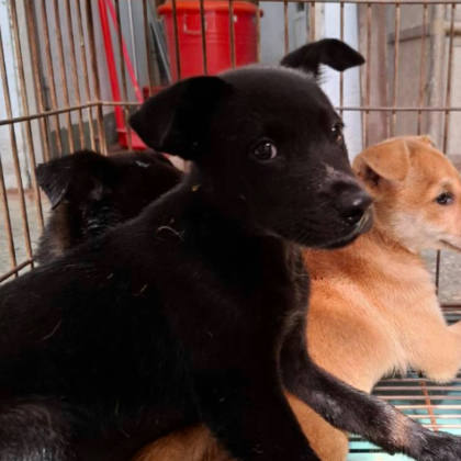 台南市待認養狗｜混種犬｜黑色｜公