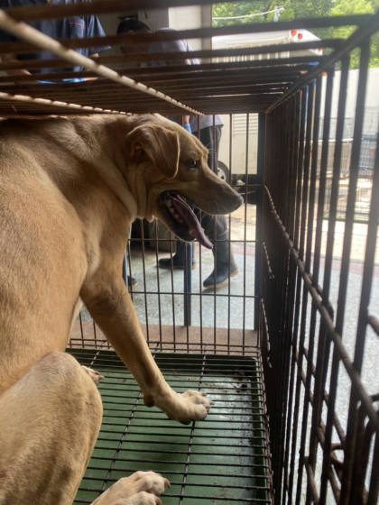 台南市待認養狗｜混種犬｜黃色｜母