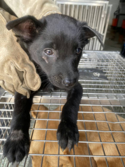 台南市待認養狗｜混種犬｜黑色｜母