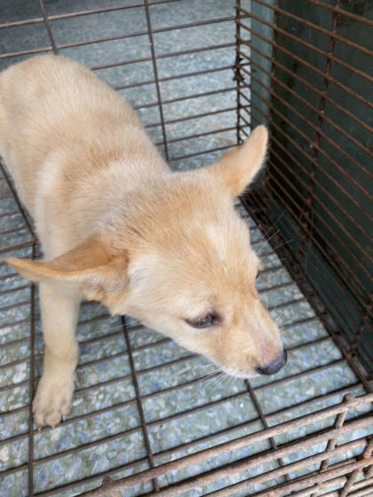 台南市待認養狗｜混種犬｜黃色｜母