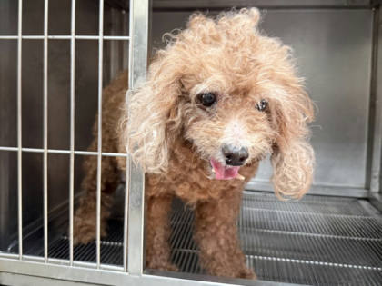 高雄市待認養狗｜貴賓犬｜棕色｜母