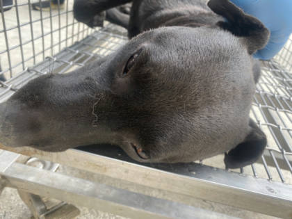 台南市待認養狗｜混種犬｜黑色｜公