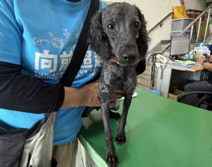 高雄市待認養狗｜貴賓犬｜黑色｜公