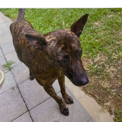 桃園市待認養狗｜混種犬｜黑色｜公