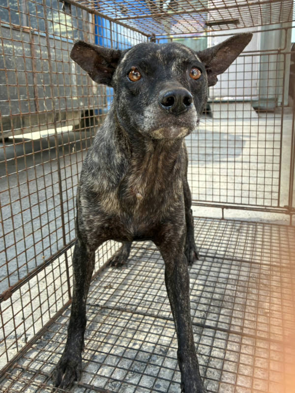 彰化縣待認養狗 混種犬