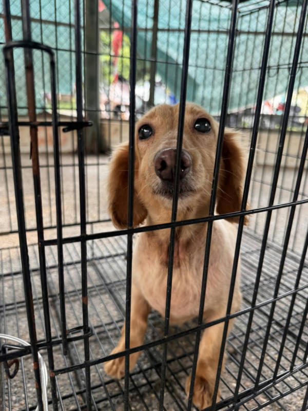 台南市待認養狗 混種犬