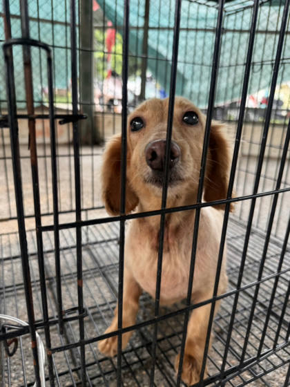 台南市待認養狗｜混種犬｜黃色｜母