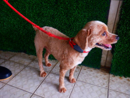 南投縣待認養狗｜貴賓犬｜咖啡色｜公