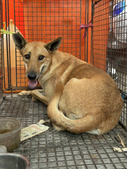 彰化縣待認養狗｜混種犬｜黃色｜母