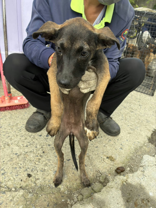 彰化縣待認養狗 混種犬