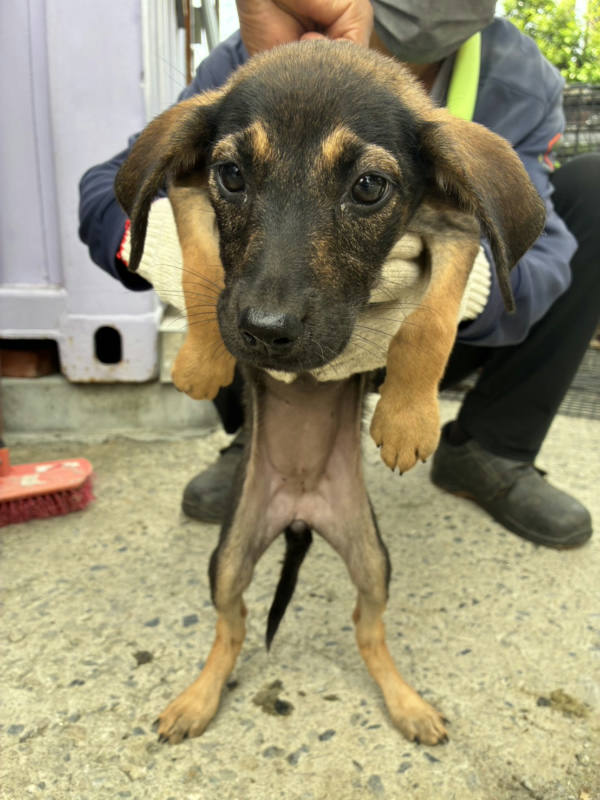 彰化縣待認養狗 混種犬