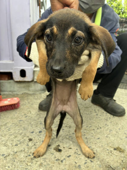 彰化縣待認養狗｜混種犬｜黑黃色｜母
