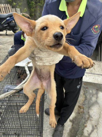 彰化縣待認養狗｜混種犬｜米色｜公
