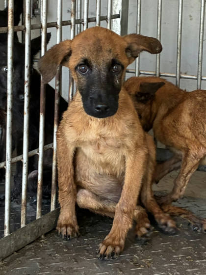 彰化縣待認養狗｜混種犬｜黃色｜公