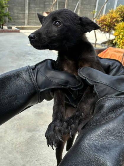 彰化縣待認養狗｜混種犬｜黑色｜母