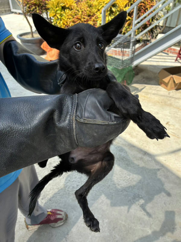 彰化縣待認養狗 混種犬