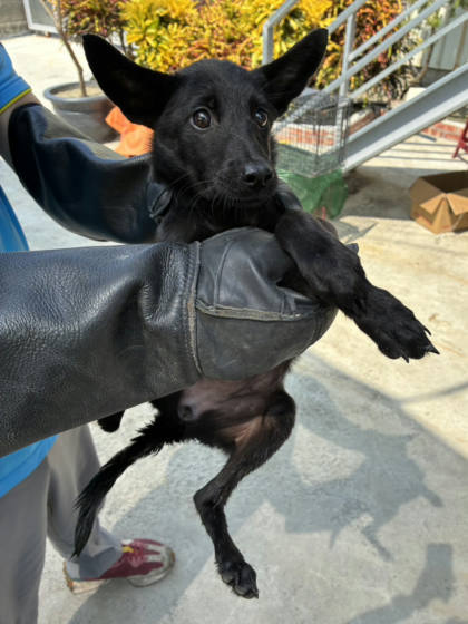 彰化縣待認養狗｜混種犬｜黑色｜母