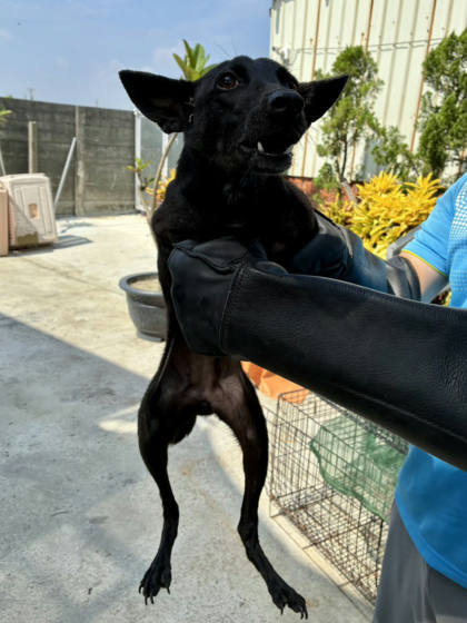 彰化縣待認養狗｜混種犬｜黑色｜母