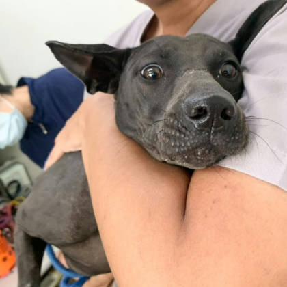 台北市待認養狗｜混種犬｜黑色｜母