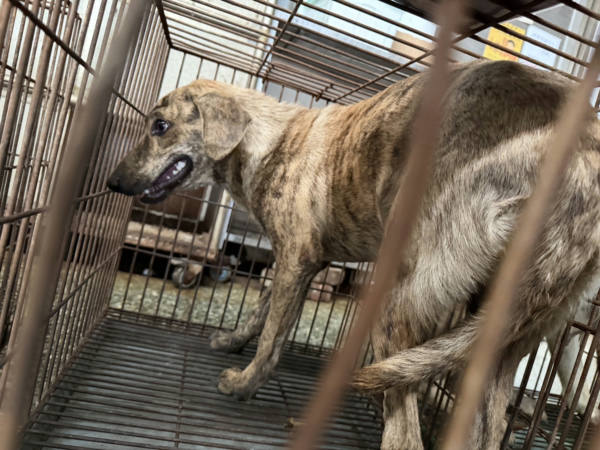 台南市待認養狗 混種犬